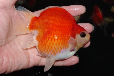 福だるま 赤勝ち 全て生産証明書付きです 和魚 福だるま