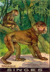 singe 3