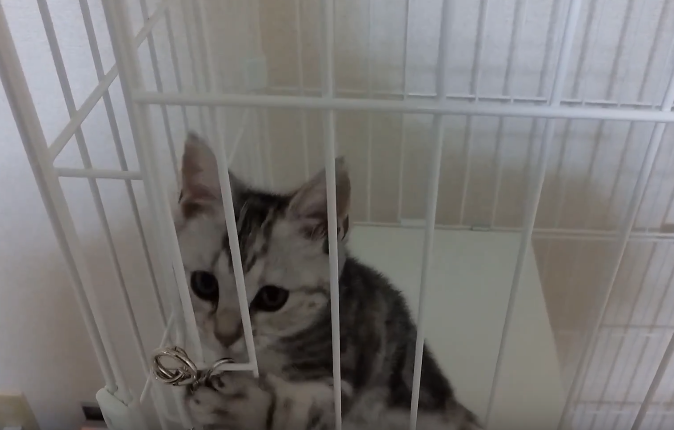 子猫をケージに入れると鳴くときのするべきことと対処法 子猫love