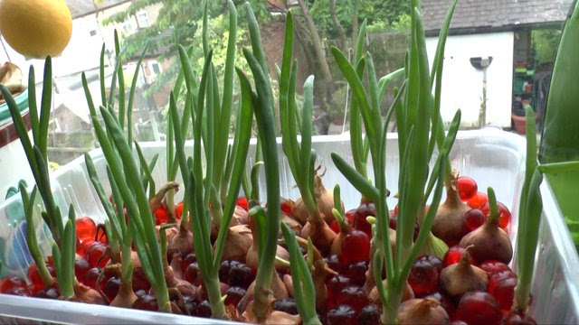 June 18th 2013; An experiment at growing Onions hydroponically (and a ...