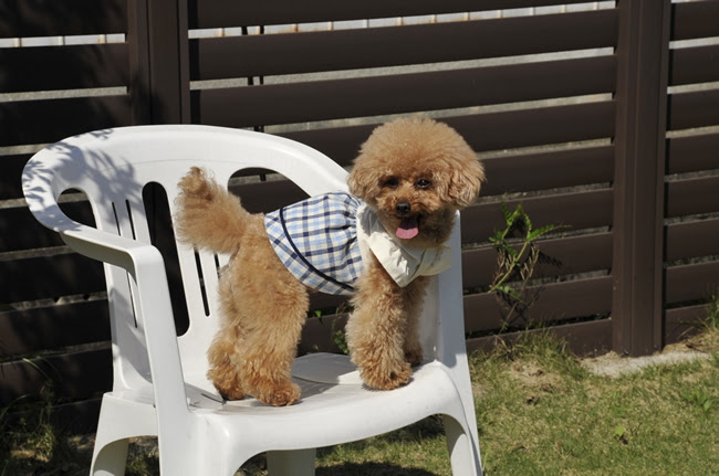 犬アレルギーってどうなるの ペットショップコンテンツ