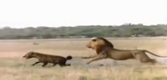 全篇 珍しいオスライオンの狩り映像 捕食対象は 同じ猫科のハイエナ 捕食動画ナビ