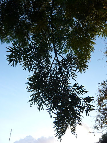 Grevillea robusta