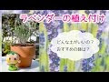 √ ラベンダー グロッソ 鉢植え 310986-ラベンダー グロッソ 鉢植え
