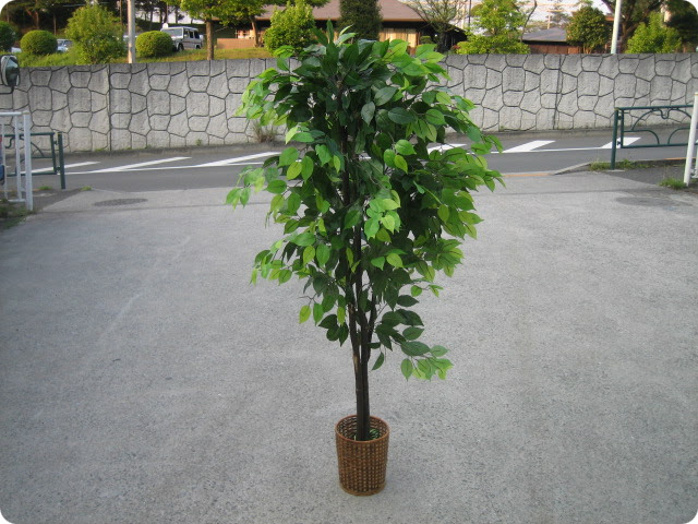 観葉植物の処分や廃棄おまかせください 粗大ごみジージェー