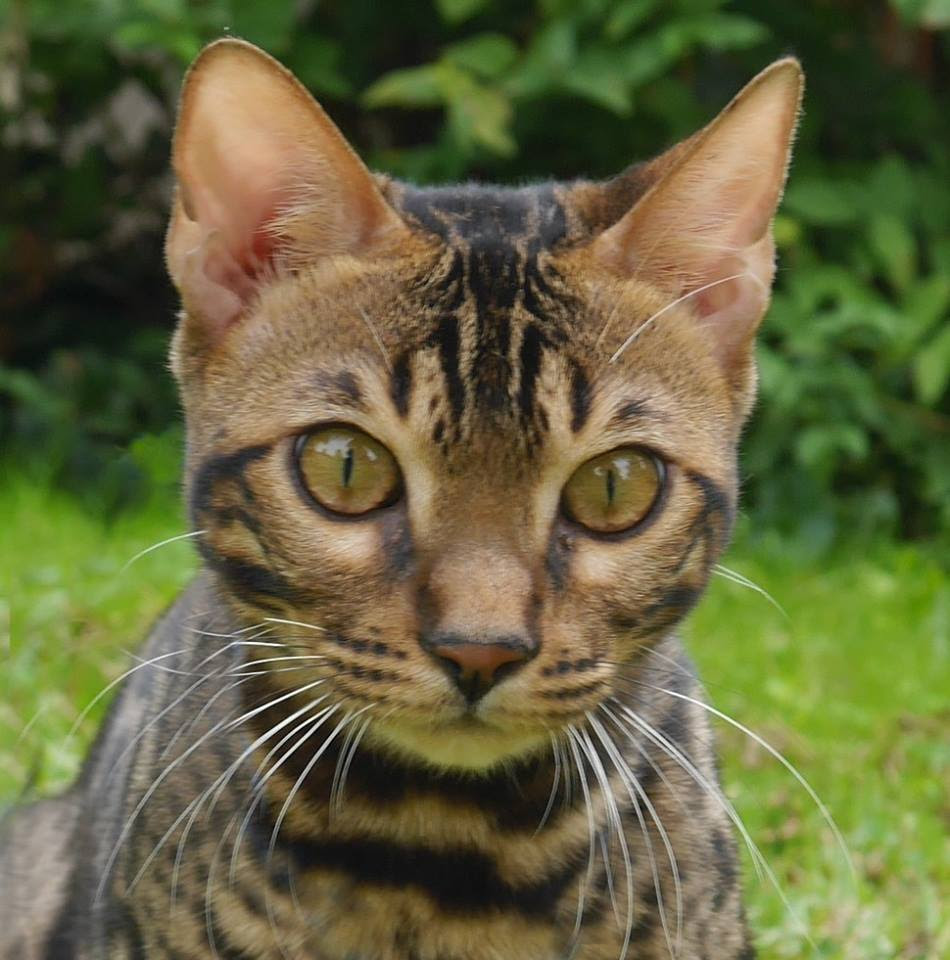 KotyKatz Bengal Breeder with Bengal Kittens for sale in Ohio