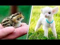 [最も選択された] 動物 可愛い 画像 607978-もふもふ 赤ちゃん 可愛い 動物 画像
