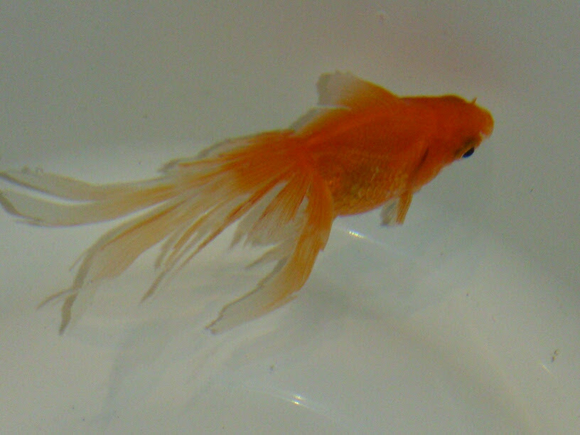 金魚のひれがぼろぼろ よはんのつれづれ日記