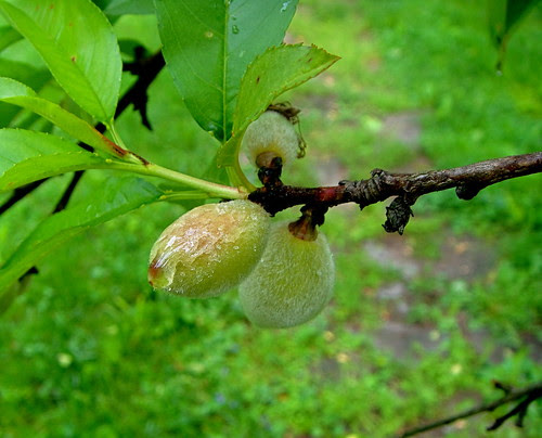 Early Peaches