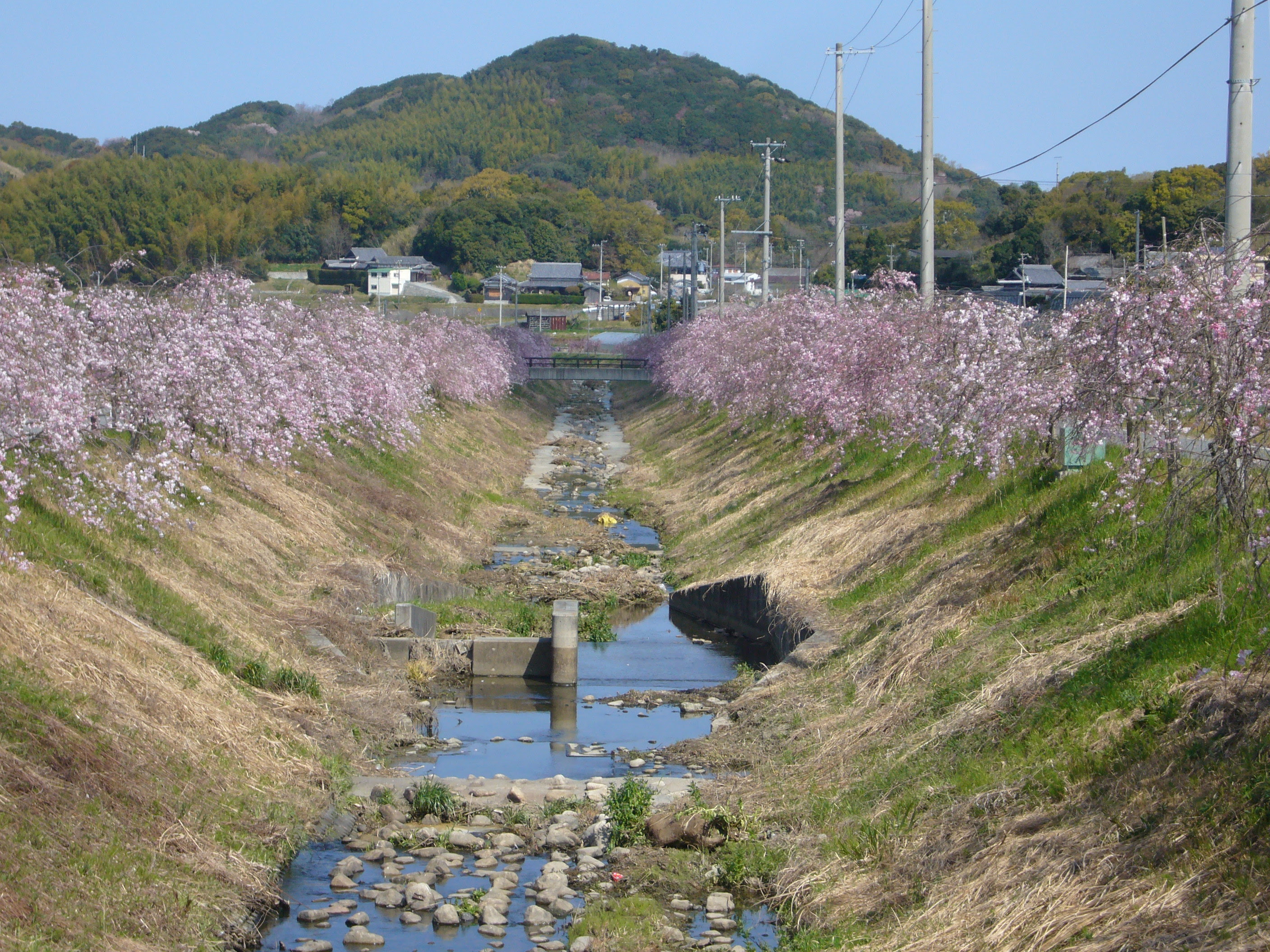しだれ桜 満開 株式会社さくらの郷ファーム ひょうご安心ブランド認定の 山田米 や淡路島特産のたまねぎを全国にお届け