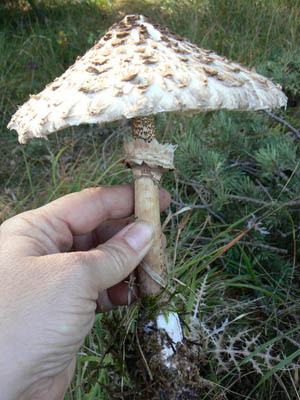 lépiote élevée.jpg