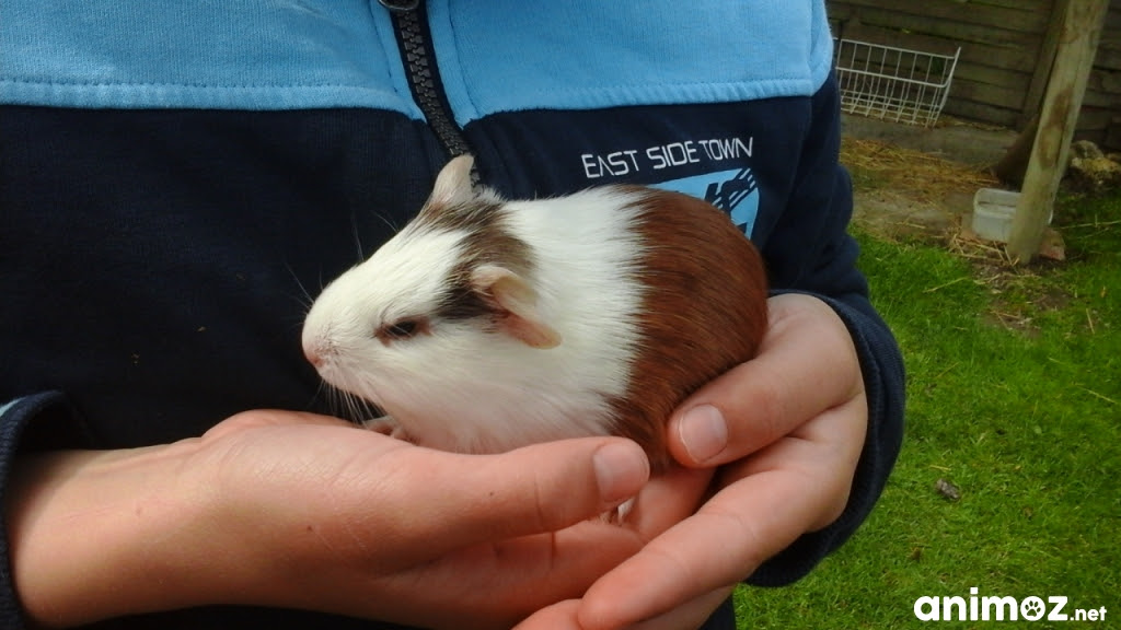 Donne Bebe Cochon D Inde Allier 03 Gratuit Sur Animoz Net