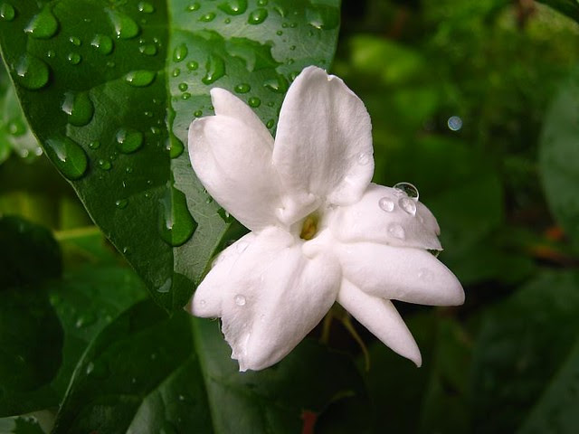  bunga melati bahasa inggrisnya jasmine ya By Adi 