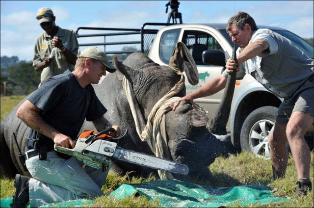Can Horn Cutting Save the Rhinos?