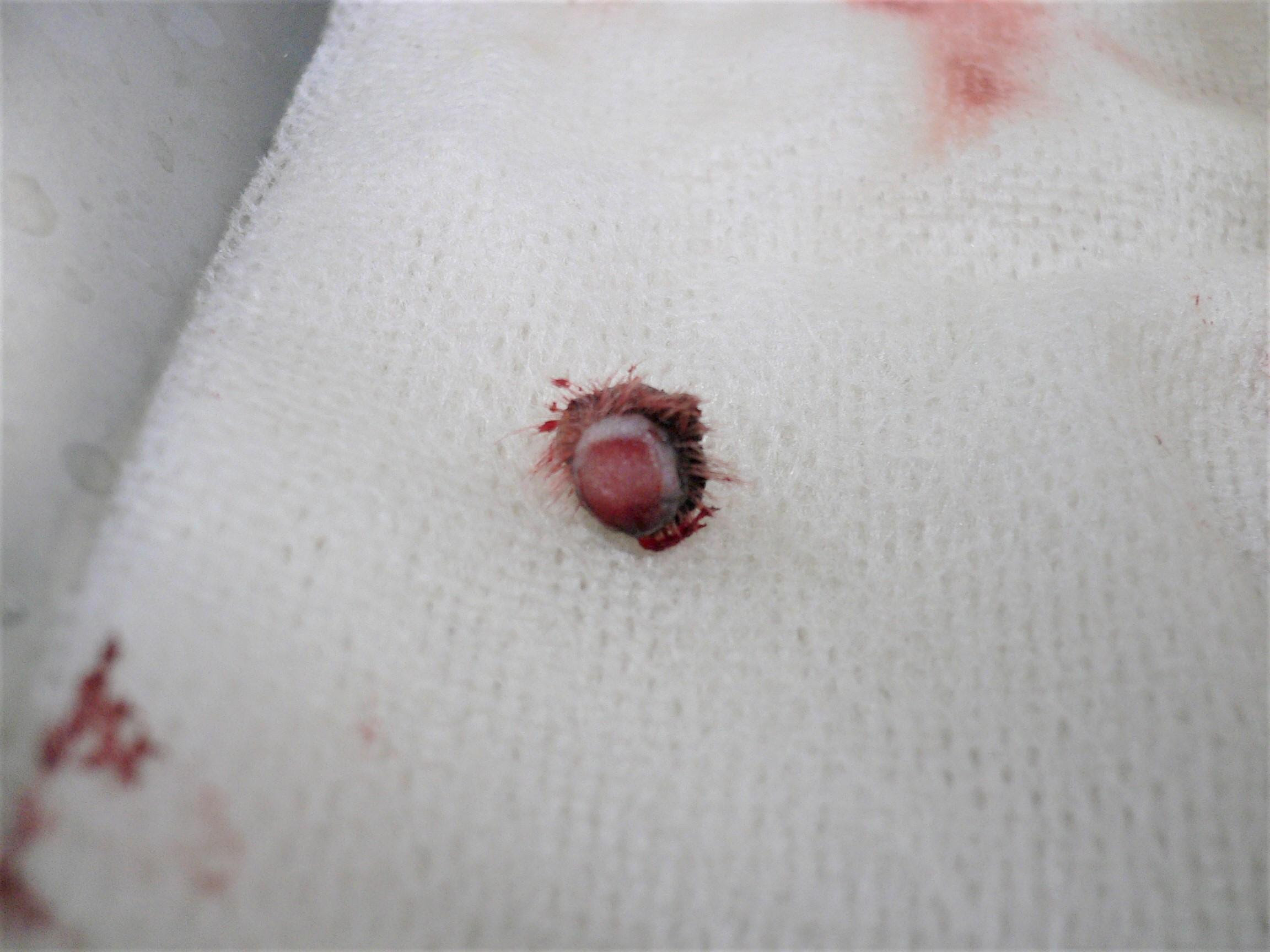 皮膚にできたイボから出血が という例 形質細胞腫 院長ブログ うぇる動物病院 町田市本町田の動物病院 犬猫の予防接種 夜間診療 ペットホテル