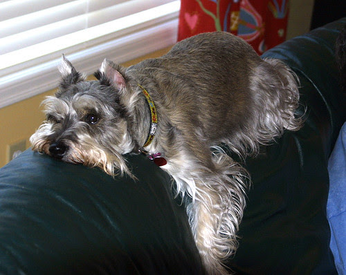 Couch Potato