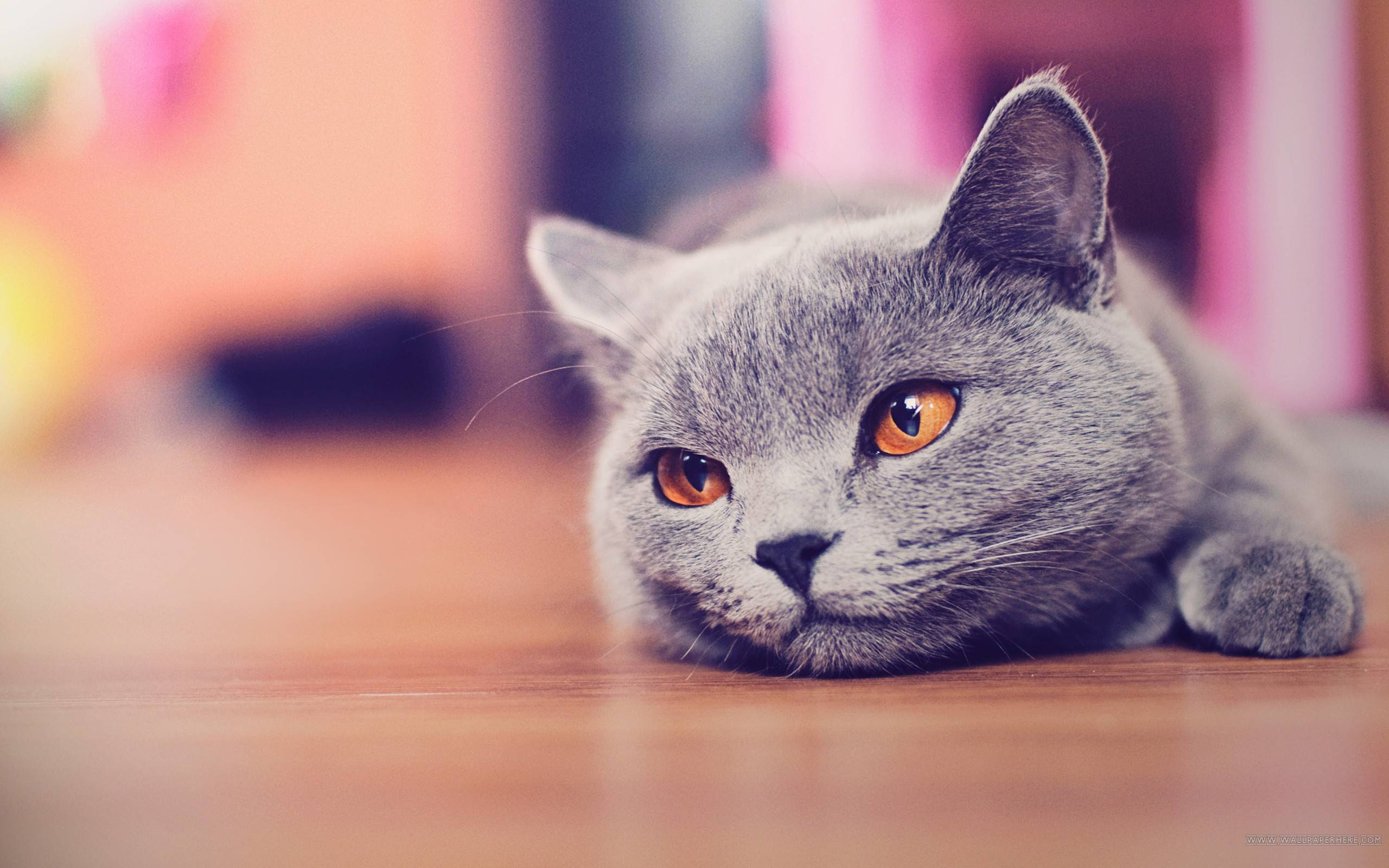 Cute Cat Backgrounds  Wallpaper Cave