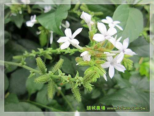 ルリマツリ 瑠璃茉莉 頭城レジャーファーム 痞客邦