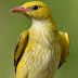 Colourful birds found in India