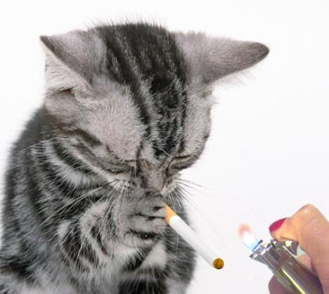 最も欲しかった かわいい 猫 壁紙 おもしろ 坂戸壁