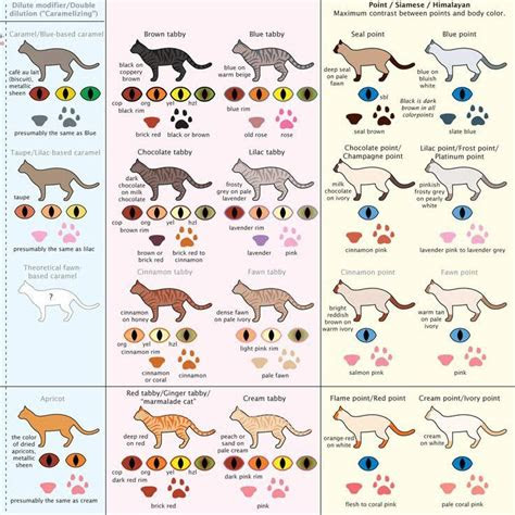  housecat coat colors and patterns cat eye colors cat breeds chart