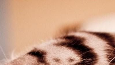 Hewan Peliharaan Yang Imut Lucu