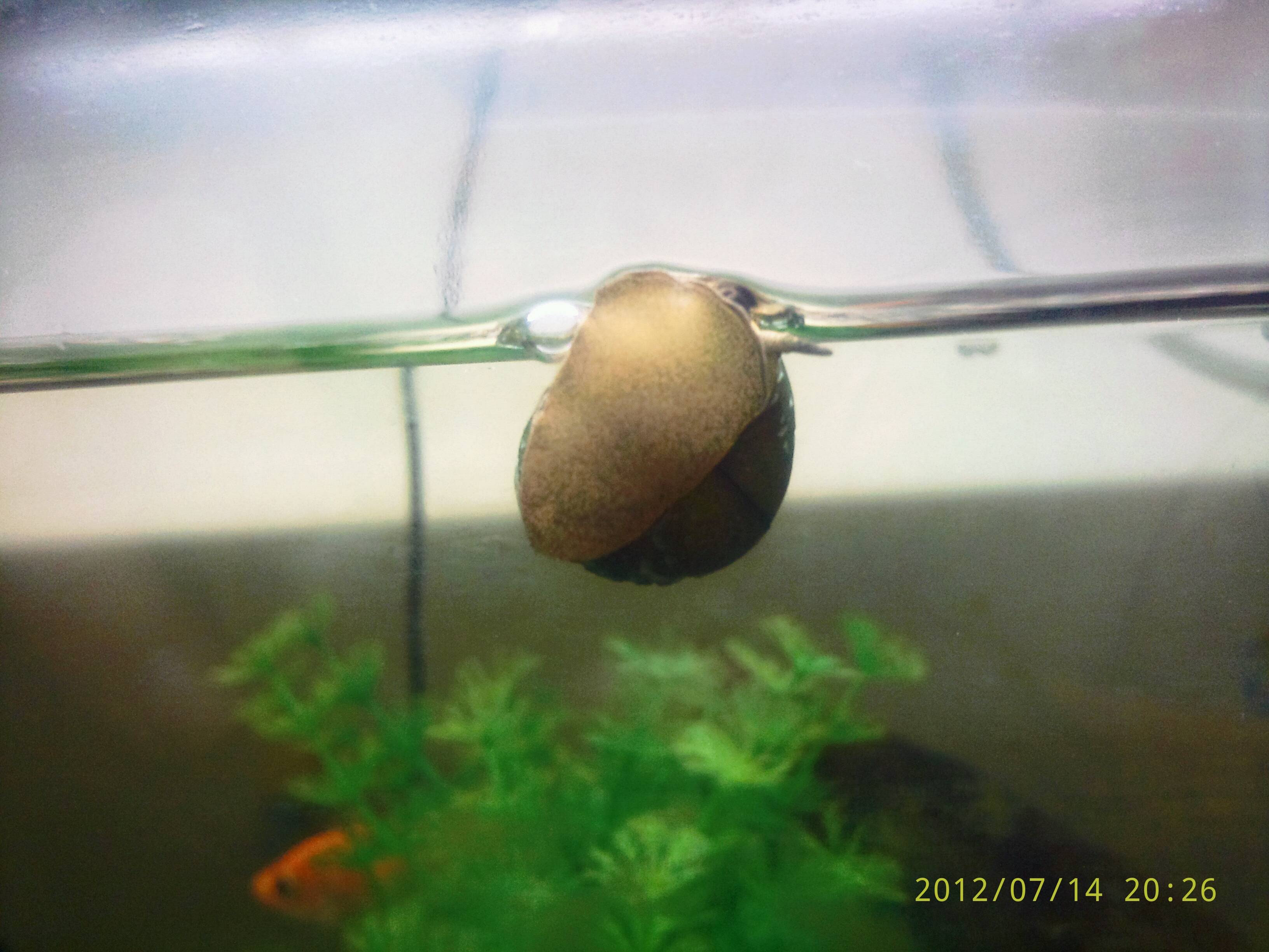 苔取からスネール駆除まで 淡水巻貝を語ろう 10