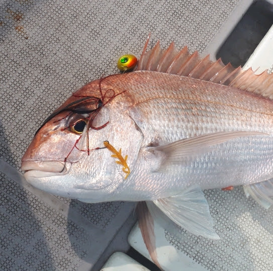 出張ついでの初瀬戸内海タイラバ ハヤブサlady 隼華 Hayaka