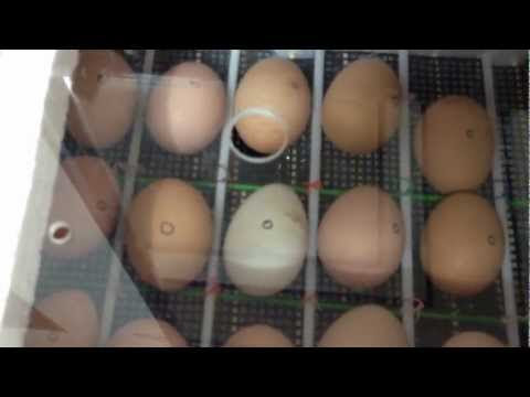 DIY Chicken Egg Incubator
