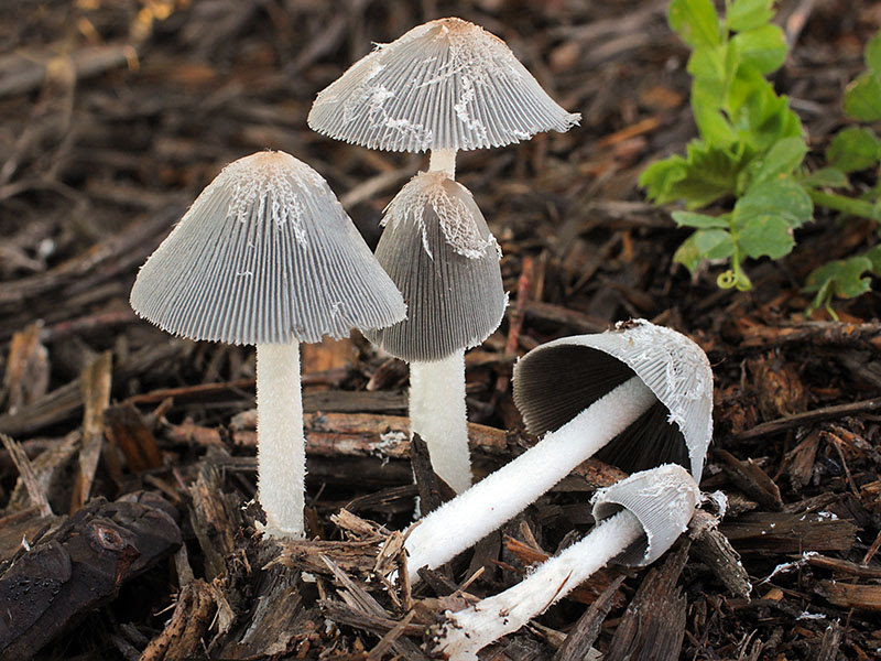 Coprinopsis lagopus