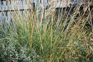 Stipa gigantea
