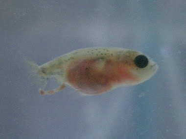 金魚 桜錦の繁殖に挑戦 １ヶ月 ２ヶ月経過編