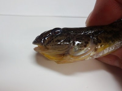 ハゼの種類マハゼとウロハゼとチチブの違いと見分け方ダボハゼとは 主婦よね子のブログ