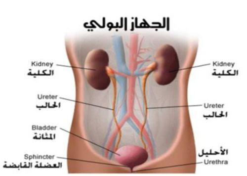 أنفسـكم أفــلا تبصــرون الجهاز البولي