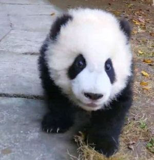 子パンダかわいいじゃないですか Pandapia Project もふぬこ動画 画像