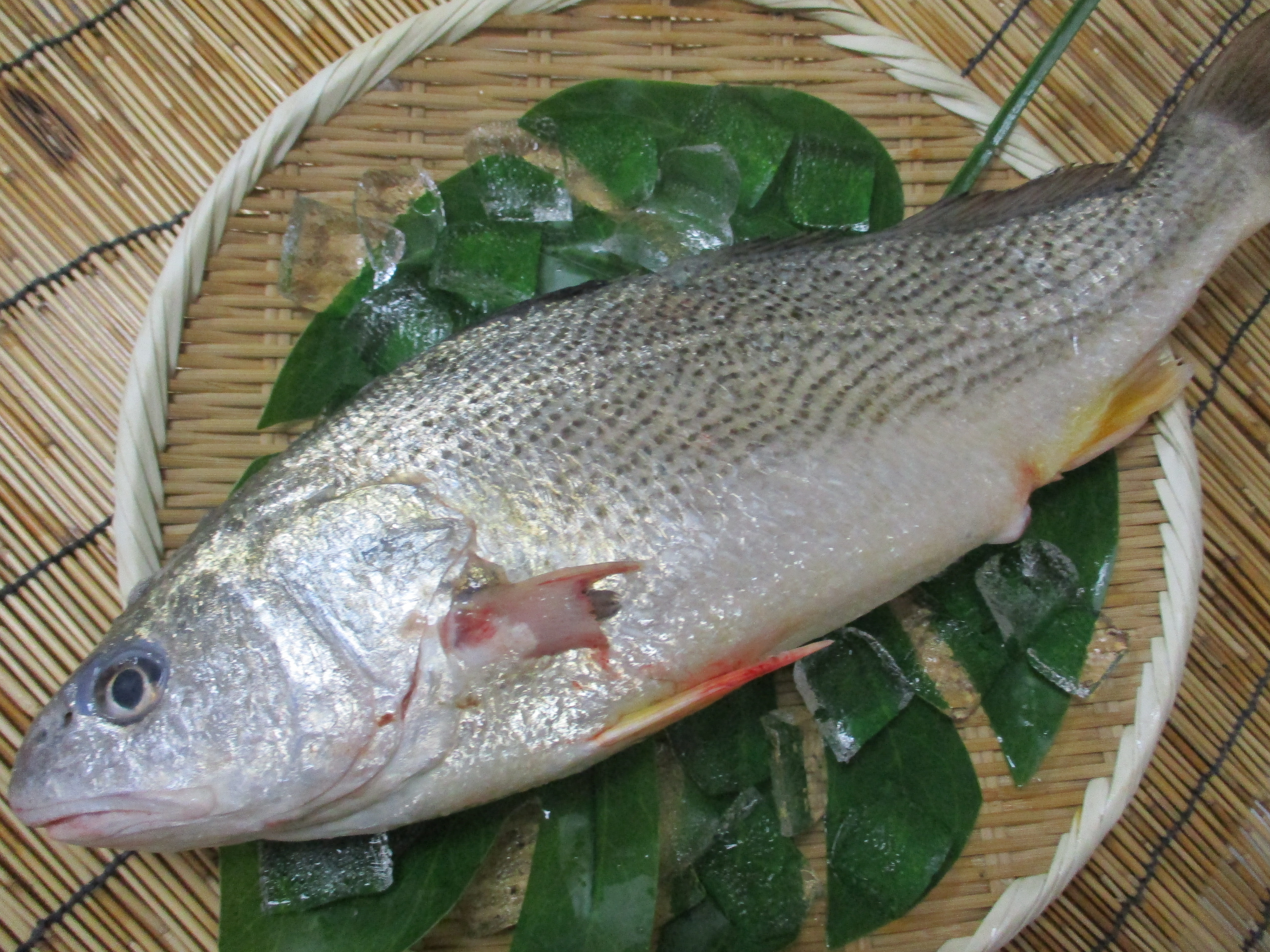漁師さん直送市場 家庭用 鮮魚通販 漁師さんが今朝獲れた鮮魚を産地直送