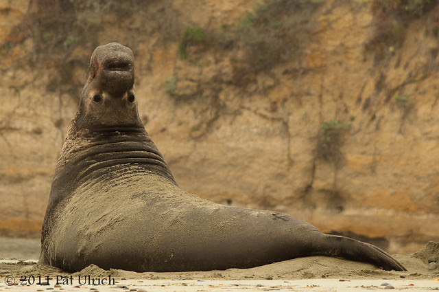 Watchful elephant seal - Pat Ulrich Wildlife Photography