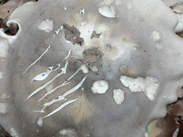 Old Scar-Face (Whos been eating MY-Cella?!) - P1400097 (?)c