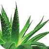 Aloe Vera In Viso