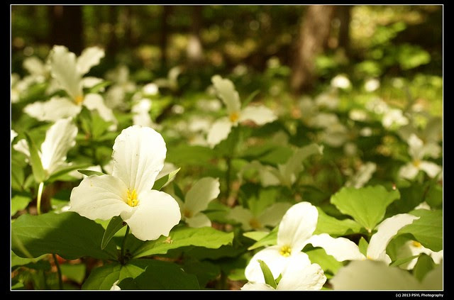 White-flowered trillium (Trillium grandiflorum)