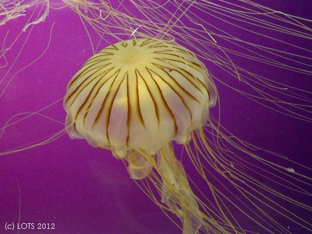 jelly2