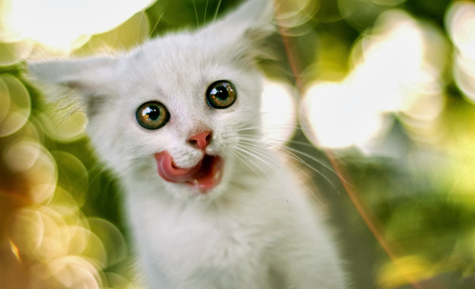 Gambar Wallpaper Lucu - WallpaperSafari