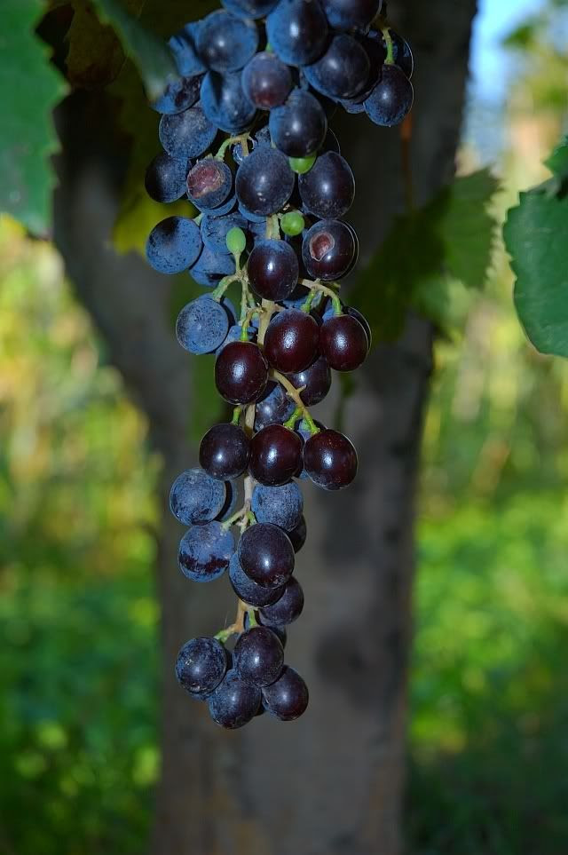 Grapes. An Idyllic Symbol. So Sweet and Yet So Sour [enlarge]