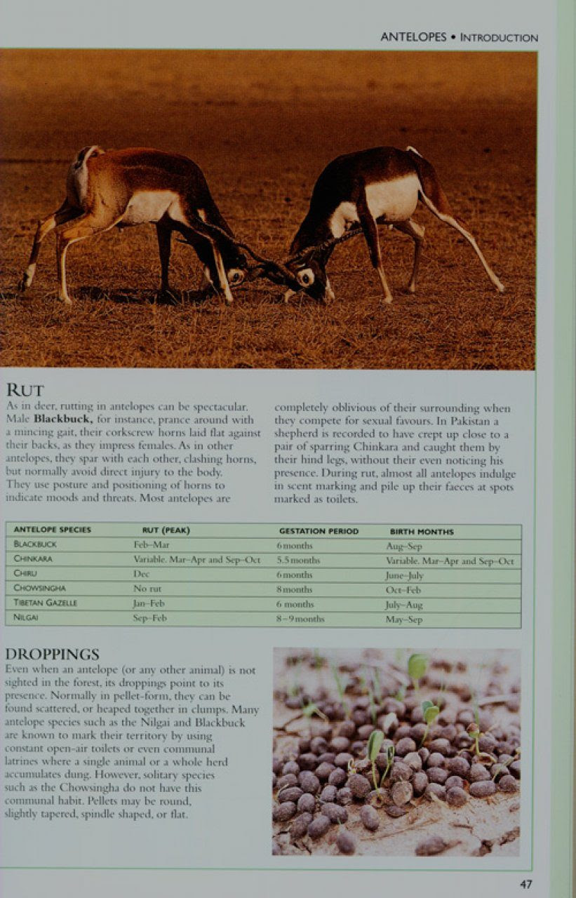 Field Guide To Indian Mammals Vivek Menon Nhbs Book Shop