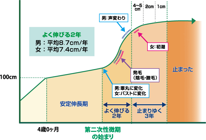 低身長の治療 子供の身長を伸ばす 四谷メディカルクリニック