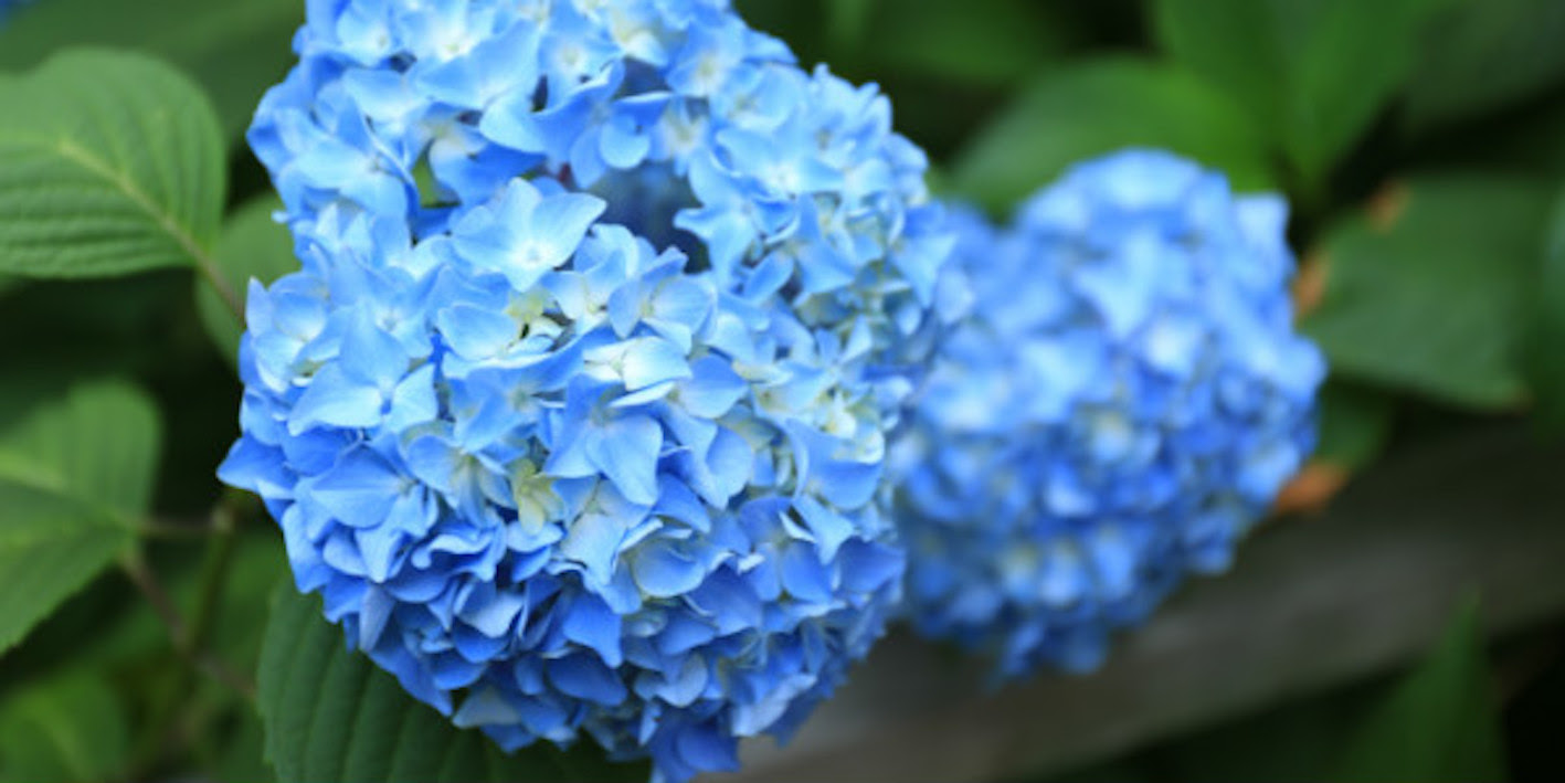 紫陽花 銀河 の上手な育て方について 植物navi