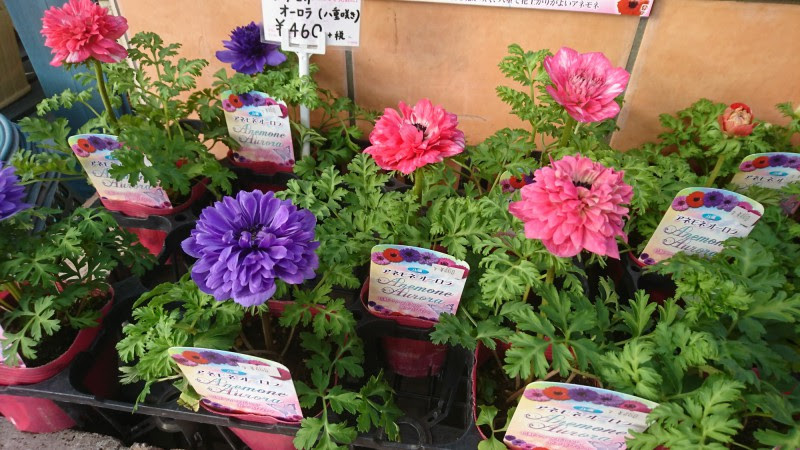 庭夢 花苗 寄せ植え アネモネ ガーデンシクラメン お庭 ガーデン 外構工事 エクステリア ログハウス 庭夢 安城市 西尾市 碧南市 刈谷市 岡崎市