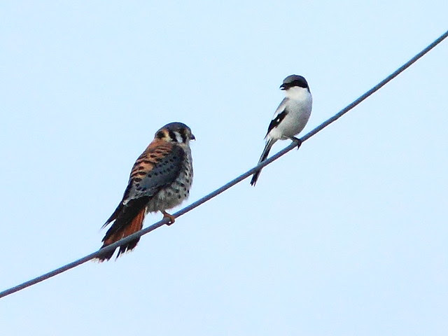 Kestrel and shrike 2-20121213