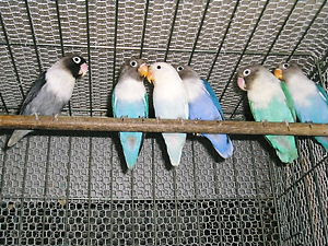 ウチのボタンインコ プラスのアレコレ日記 羽色の遺伝について