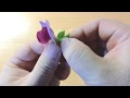 無料ダウンロード エンドウ 花弁 特徴 167041